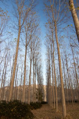 İspanya 'da sonbaharda orman