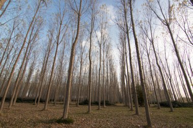 İspanya 'da sonbaharda orman