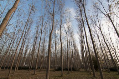 İspanya 'da sonbaharda orman