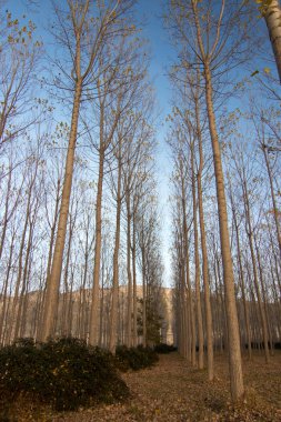 İspanya 'da sonbaharda orman