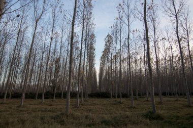 İspanya 'da sonbaharda orman