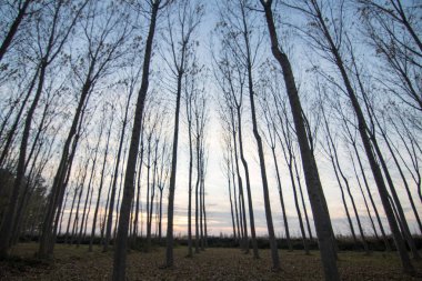 İspanya 'da sonbaharda orman