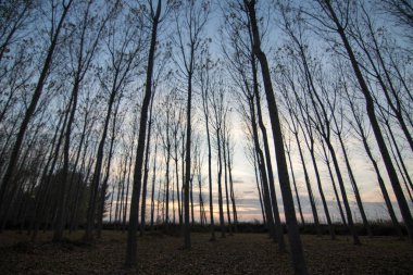 İspanya 'da sonbaharda orman