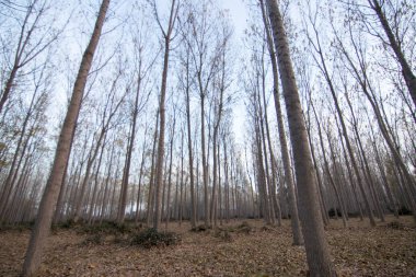 İspanya 'da sonbaharda orman