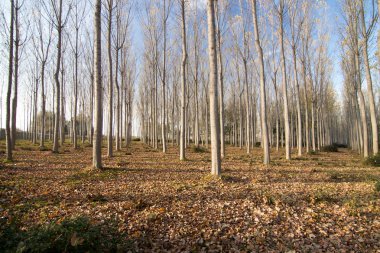 İspanya 'da sonbaharda orman