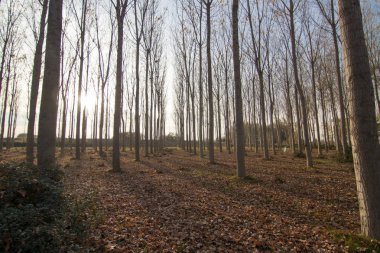 İspanya 'da sonbaharda orman