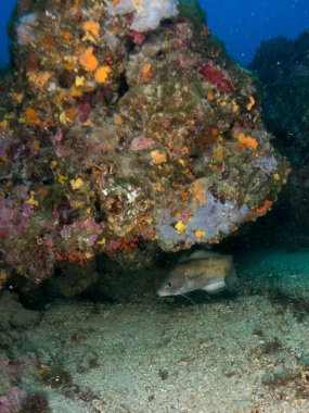 deniz dibinde balık birçok ile birlikte