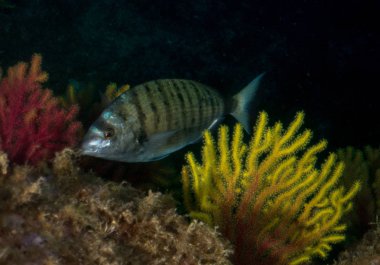 deniz dibinde balık birçok ile birlikte