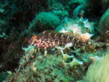 deniz dibinde balık birçok ile birlikte