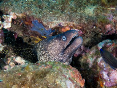 deniz dibinde balık birçok ile birlikte