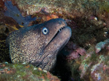 deniz dibinde balık birçok ile birlikte