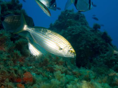 deniz dibinde balık birçok ile birlikte