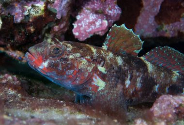 deniz dibinde balık birçok ile birlikte