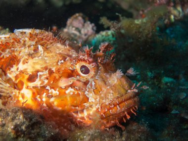 deniz dibinde balık birçok ile birlikte