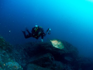 deniz dibinde balık birçok ile birlikte