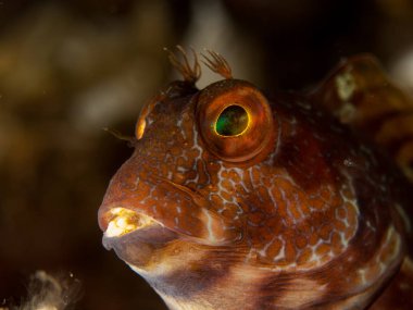 deniz dibinde balık birçok ile birlikte