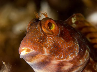 deniz dibinde balık birçok ile birlikte