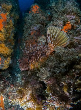 deniz dibinde balık birçok ile birlikte