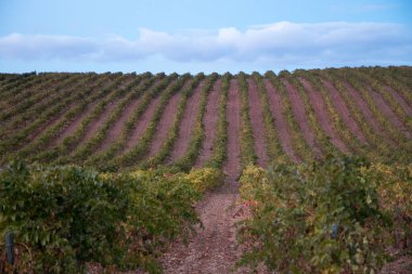 mavi gökyüzü ile bağ alanı