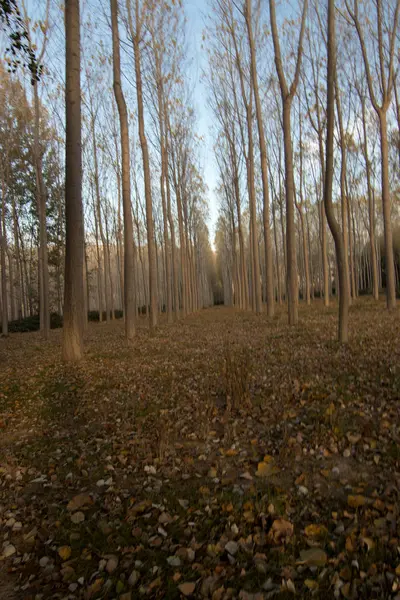 İspanya 'da sonbaharda orman