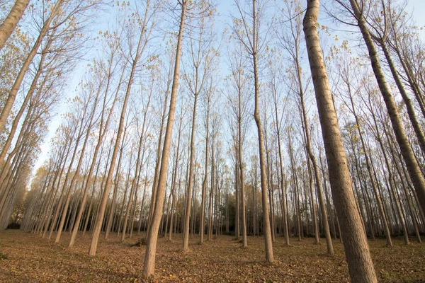 İspanya 'da sonbaharda orman