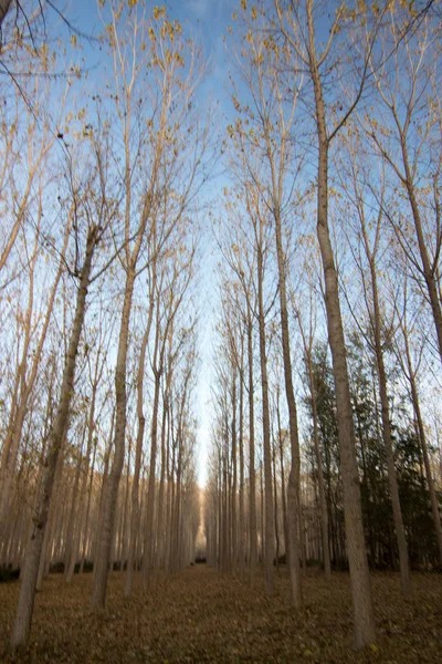 İspanya 'da sonbaharda orman