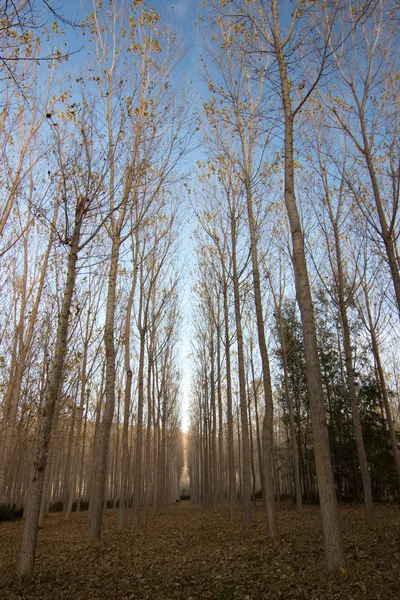 İspanya 'da sonbaharda orman