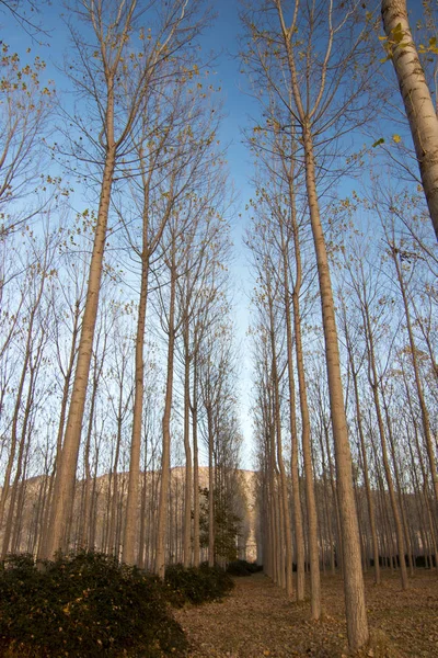 İspanya 'da sonbaharda orman