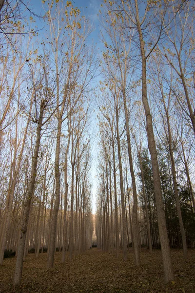 İspanya 'da sonbaharda orman