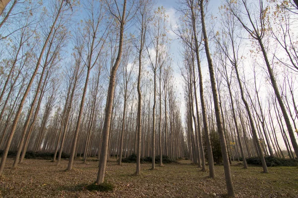 İspanya 'da sonbaharda orman