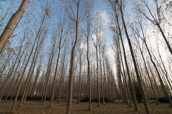 İspanya 'da sonbaharda orman