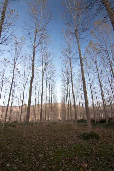 İspanya 'da sonbaharda orman