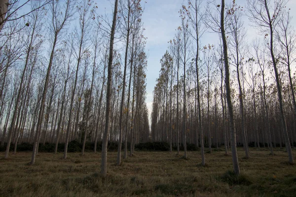 İspanya 'da sonbaharda orman