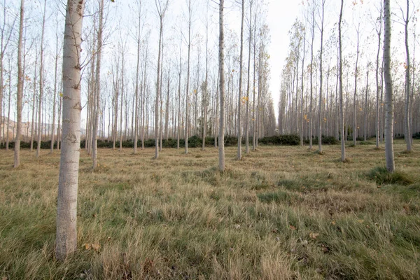 İspanya 'da sonbaharda orman