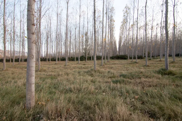 İspanya 'da sonbaharda orman