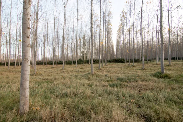 İspanya 'da sonbaharda orman