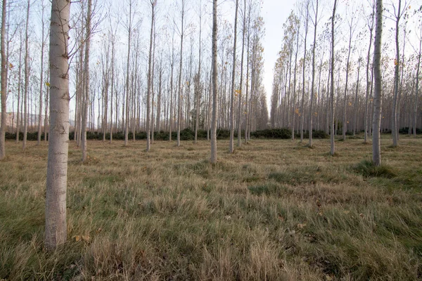 İspanya 'da sonbaharda orman