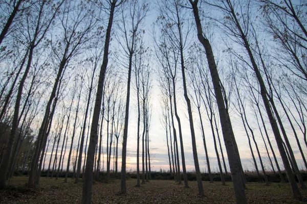 İspanya 'da sonbaharda orman