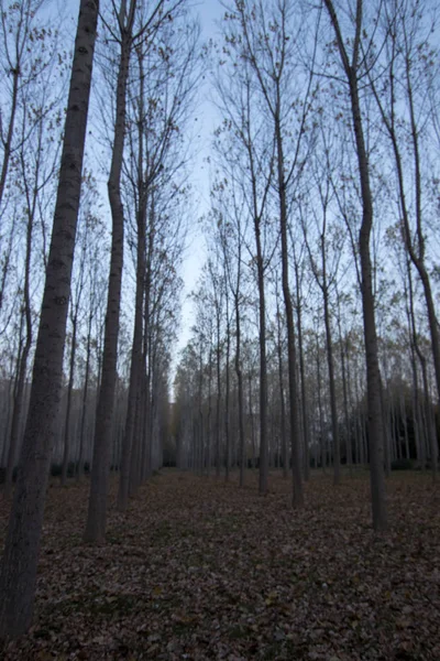 İspanya 'da sonbaharda orman