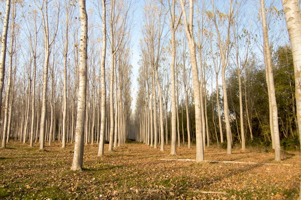 İspanya 'da sonbaharda orman