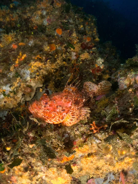 Zeebodem Met Veel Vis — Stockfoto