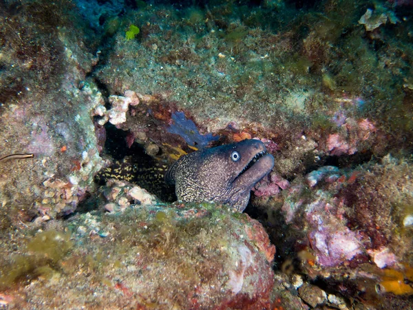 Dasar Laut Dengan Banyak Ikan — Stok Foto