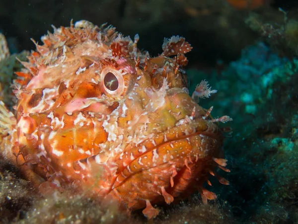 deniz dibinde balık birçok ile birlikte