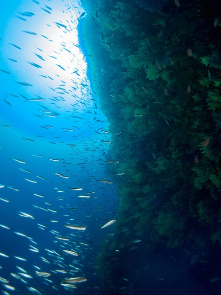 Fond Marin Avec Nombreux Poissons — Photo