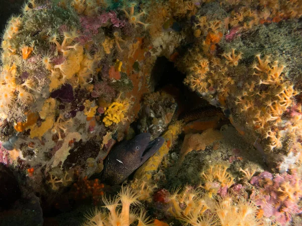 deniz dibinde balık birçok ile birlikte