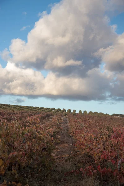 Vineyard Field Blue Sky — Stock Photo, Image