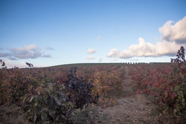 Vineyard Field Blue Sky — Stock Photo, Image