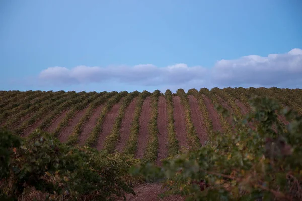 Campo Vinha Com Céu Azul — Fotografia de Stock