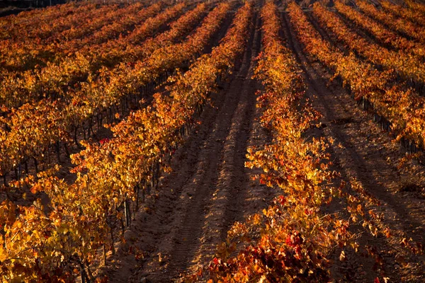 Vineyard Field Blue Sky — Stock Photo, Image