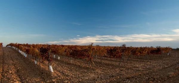 Campo Vinha Com Céu Azul — Fotografia de Stock